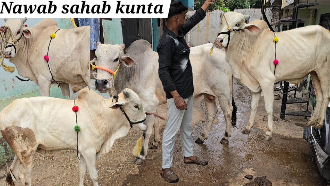pure ongole bull's in nawab sahab kunta | bade janwar available in nawab sahab kunta Hyd
