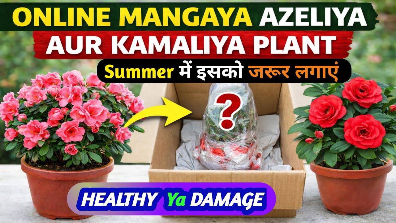 Online Mangaya Azalea Aur Camellia Plant 😲 | Unboxing + Honest Review