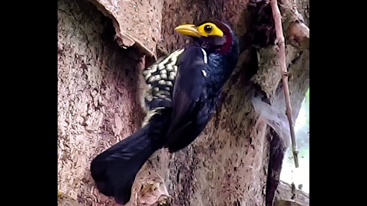 2 Day Best Holiday Birding trip to Kakamega forest - Day 1- Birds chirping
