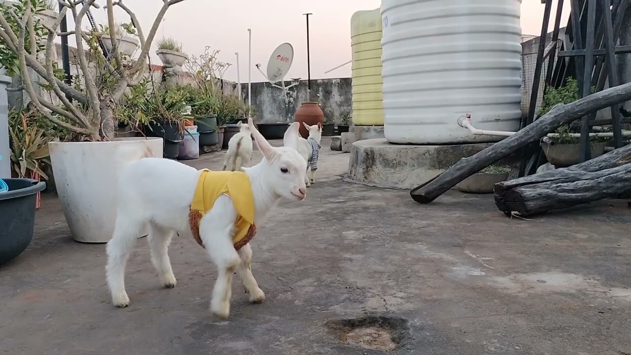 Jr.sultaan,shanoor,chikiri.