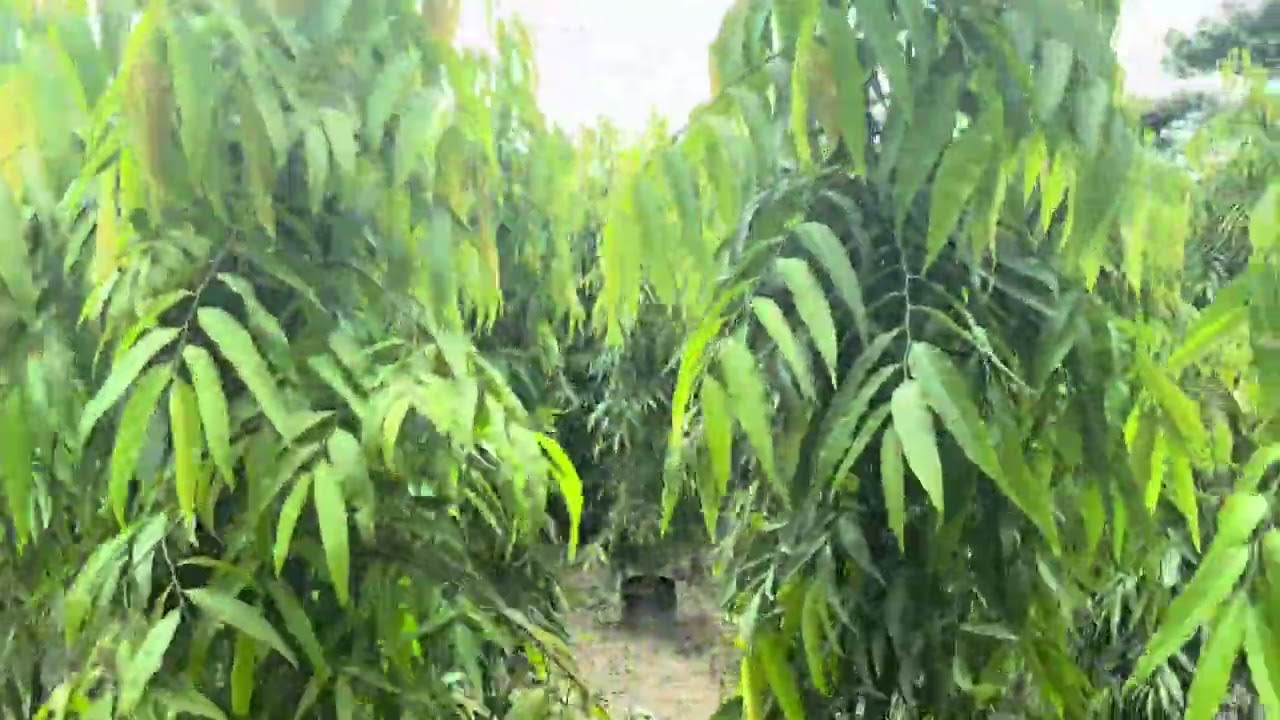 Ashok pendaula plants best plants All size Available full shifting plants best qualit mo 8445107384