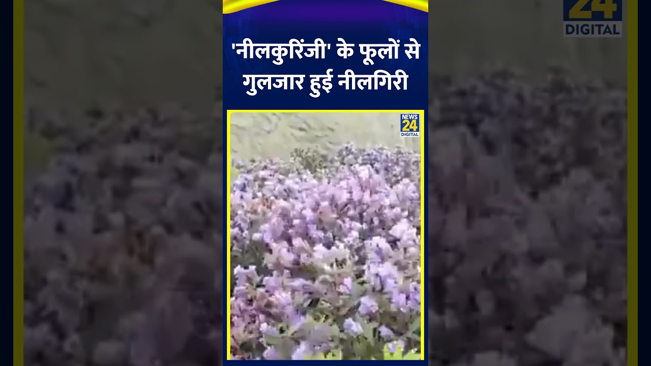 Nilgiris Tamil Nadu; Neelakurinji के फूल साल में सिर्फ एक बार खिलते हैं, वीडियो में देखें।