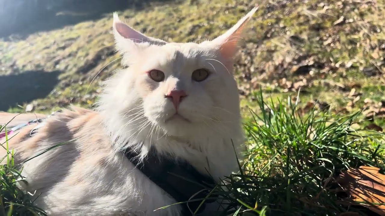 Colombo is upset with the Harness but enjoys time in the garden.  🍃✨