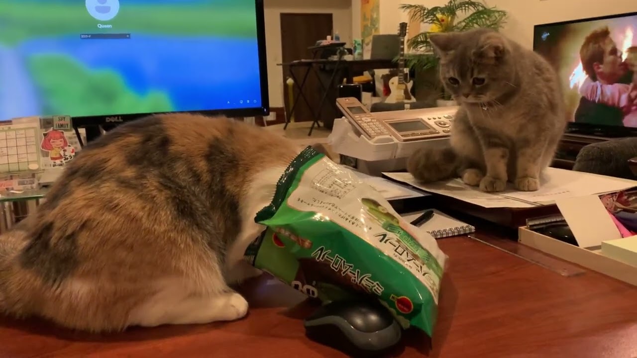 【猫癒し】世界を救う働き