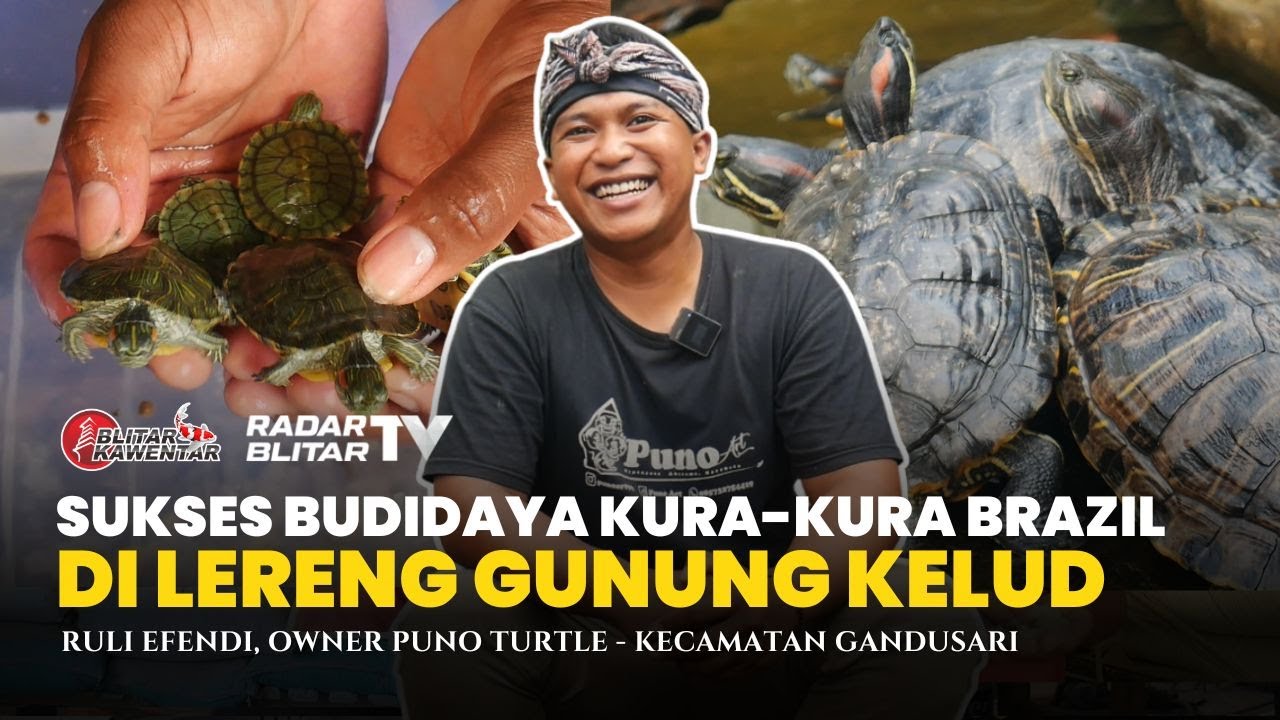 BUDIDAYA KURA-KURA BRAZIL DI LERENG GUNUNG KELUD ‼️ HASILKAN CUAN GAK PURA-PURA