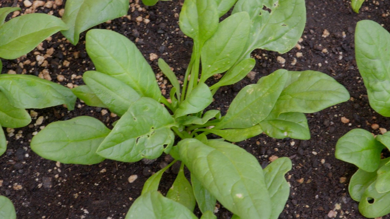 Σπανάκι: Το κόλπο για εύκολη και συνεχόμενη παραγωγή | Καλλιεργούμε σε γλάστρες - Ε08