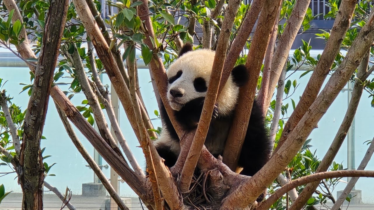 成都熊貓基地