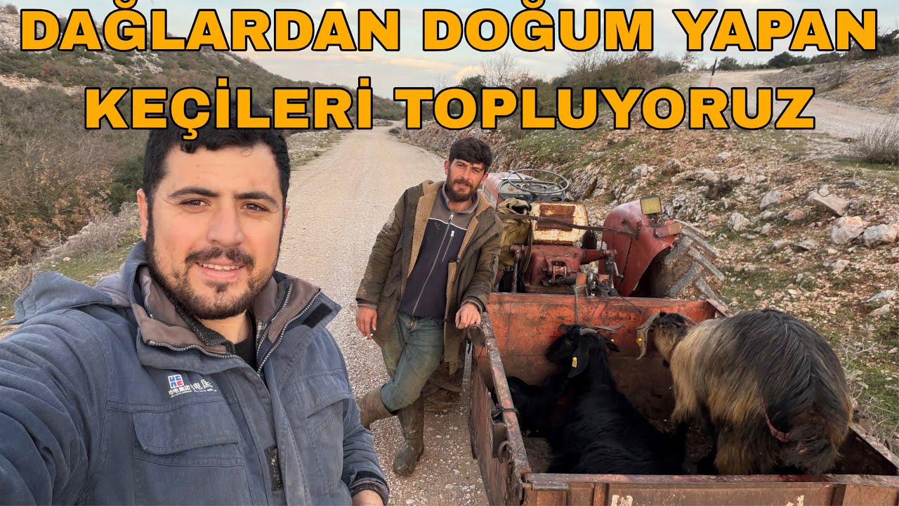240 BAŞLIK KEÇİ SÜRÜSÜNÜN DOĞUM DÖNEMİNDE EN YOĞUN GÜNÜ~HERYER ONLARCA OĞLAK OLDU