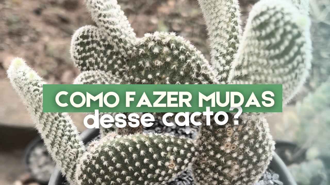 COMO fazer MUDAS do CACTO Orelha de Mickey?