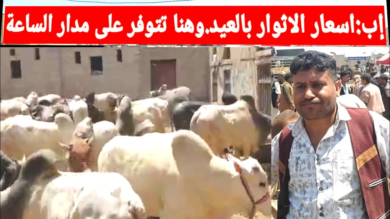 من سوق كبير.اضاحي العيد واسعارها.وهنا تجد الأثوار للطلب على مدار الساعة #اليمن