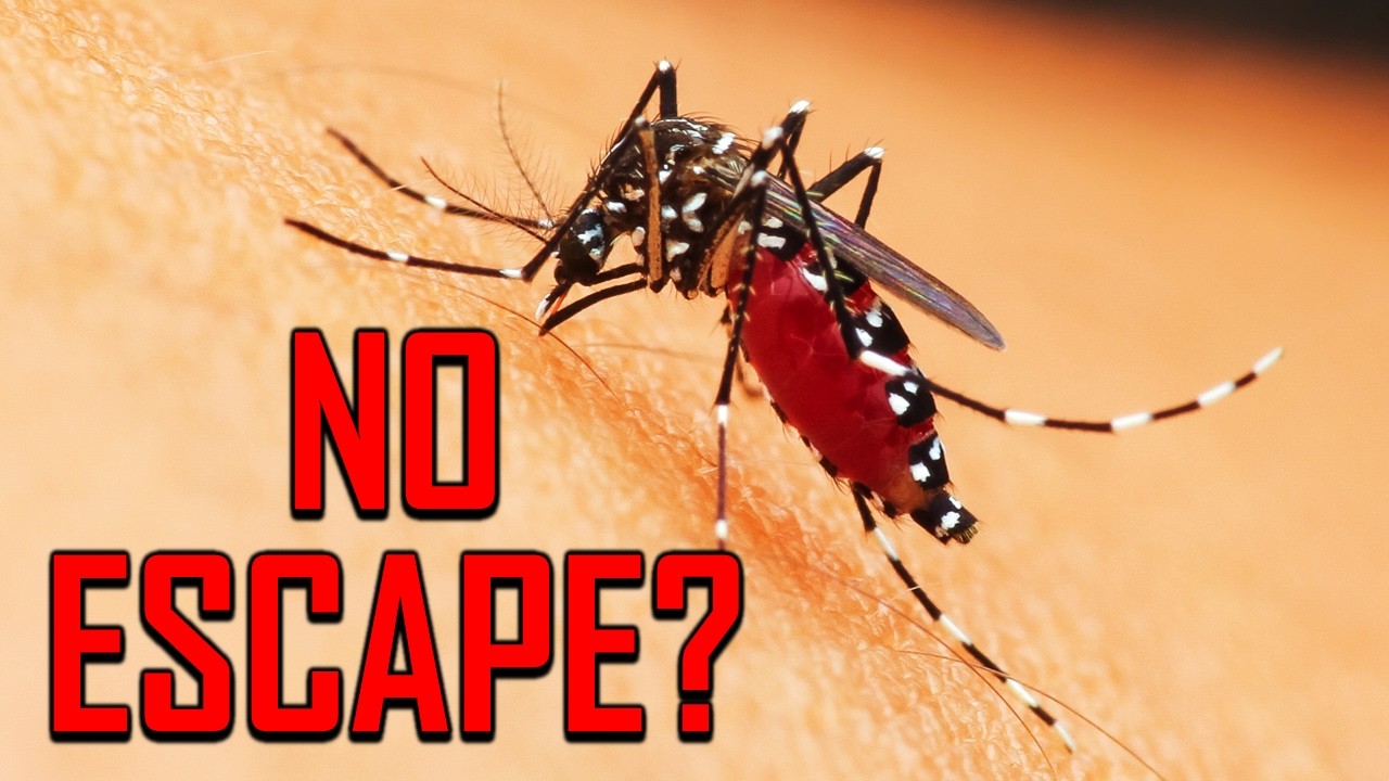 Mosquitoes Are Everywhere… Except Here