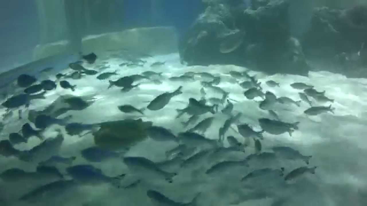 Stingray Adventure at SEA LIFE Blackpool