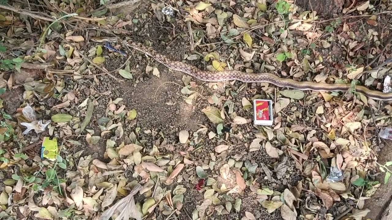 Eastern Brown Snake jumps into the air