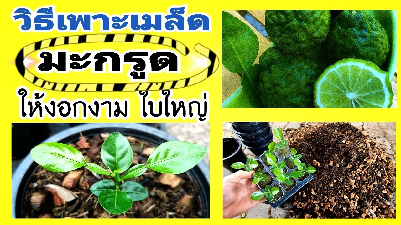 วิธีเพาะเมล็ดมะกรูด ให้งอกงาม โตเร็ว ใบใหญ่🌱