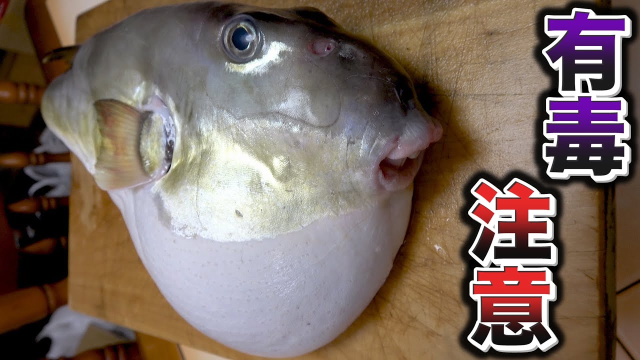 フグ調理免許を持つ僕らを唸らせるほどの新発見！！