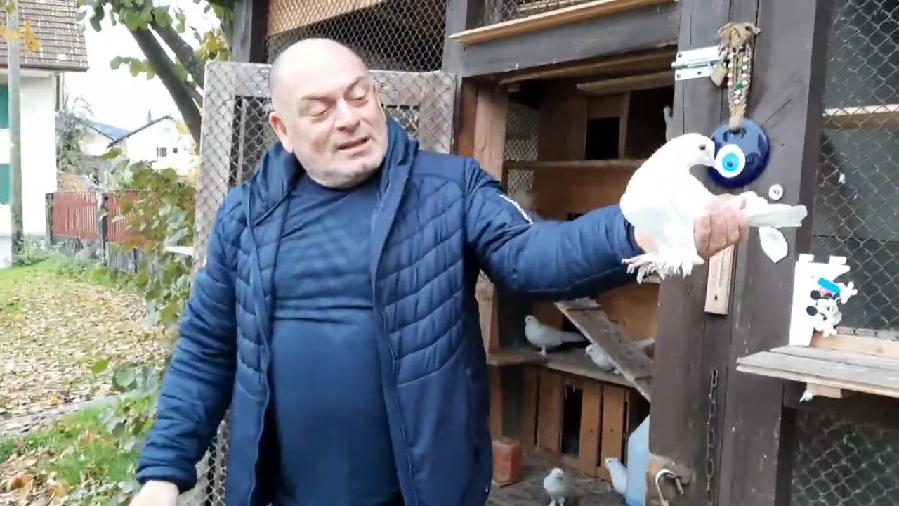 Altın degerinde güvercinler Takla pigeon taube