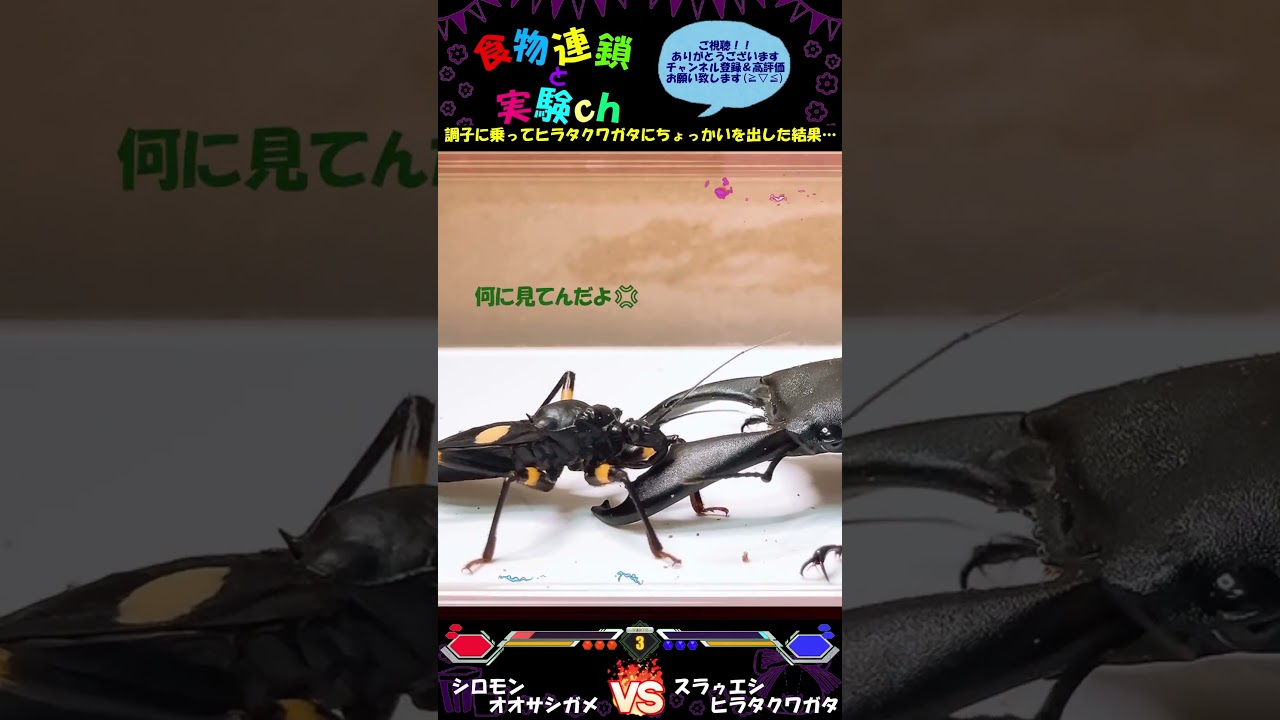 【閲覧注意】サシガメさん、調子に乗ってヒラタクワガタにちょっかいを出した結果…😱　⚔シロモンオオサシガメｖｓスラウェシヒラタクワガタ⚔　＜生物観察　昆虫バトル　捕食　給餌　飼育　奇蟲＞