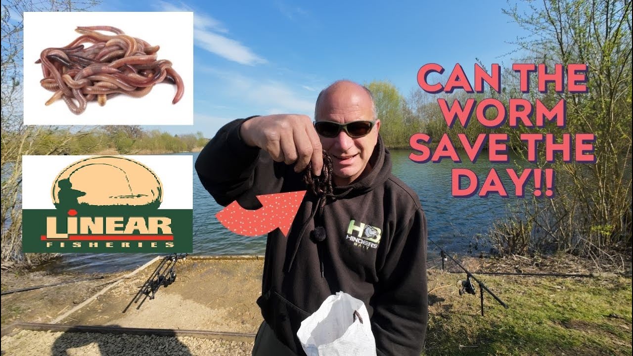 Carp fishing a oxfordshire gravel pit, can the worms save the day??