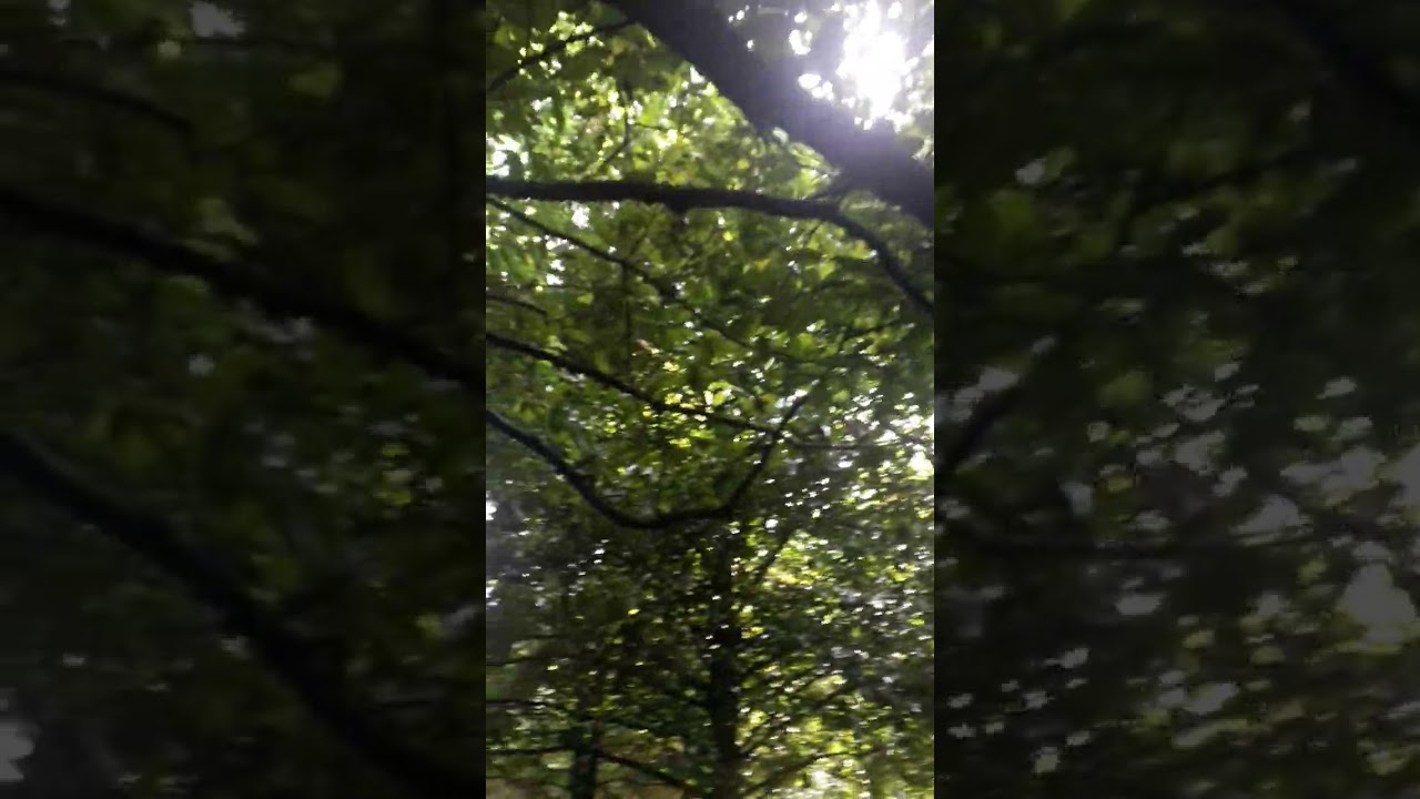 50year old Nutmeg tree