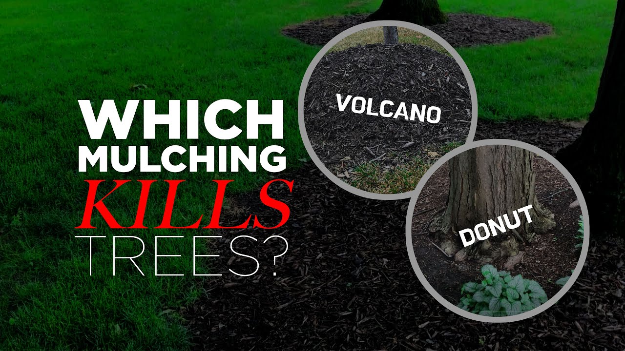 Which Mulching Kills Trees? Donut or Volcano