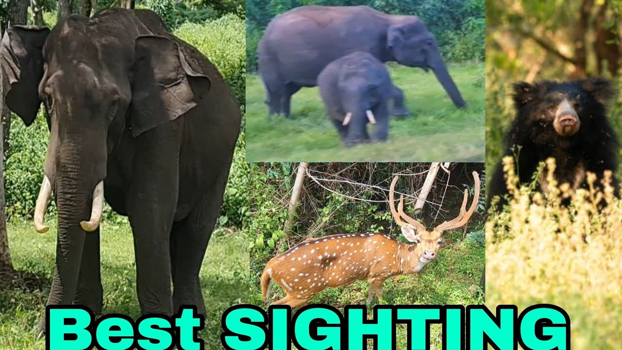 BEST Sighting (BANDIPURA / MASINAGUDI/MUDHUMALI #wildlife #animals #forest #wildanimals