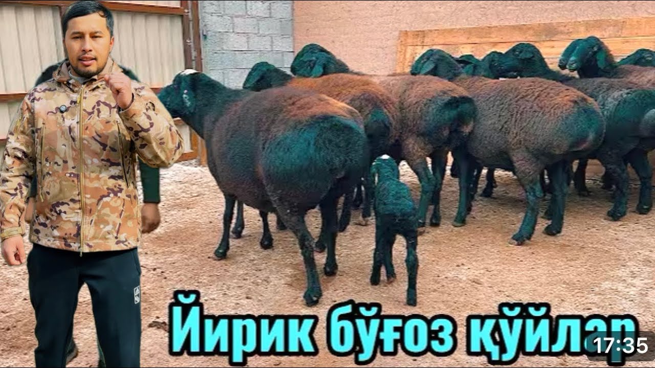 90,SM LI GEGANT BOGOZLAR .5600 ming DAN ARZON BOLDI SHOK😱NARX