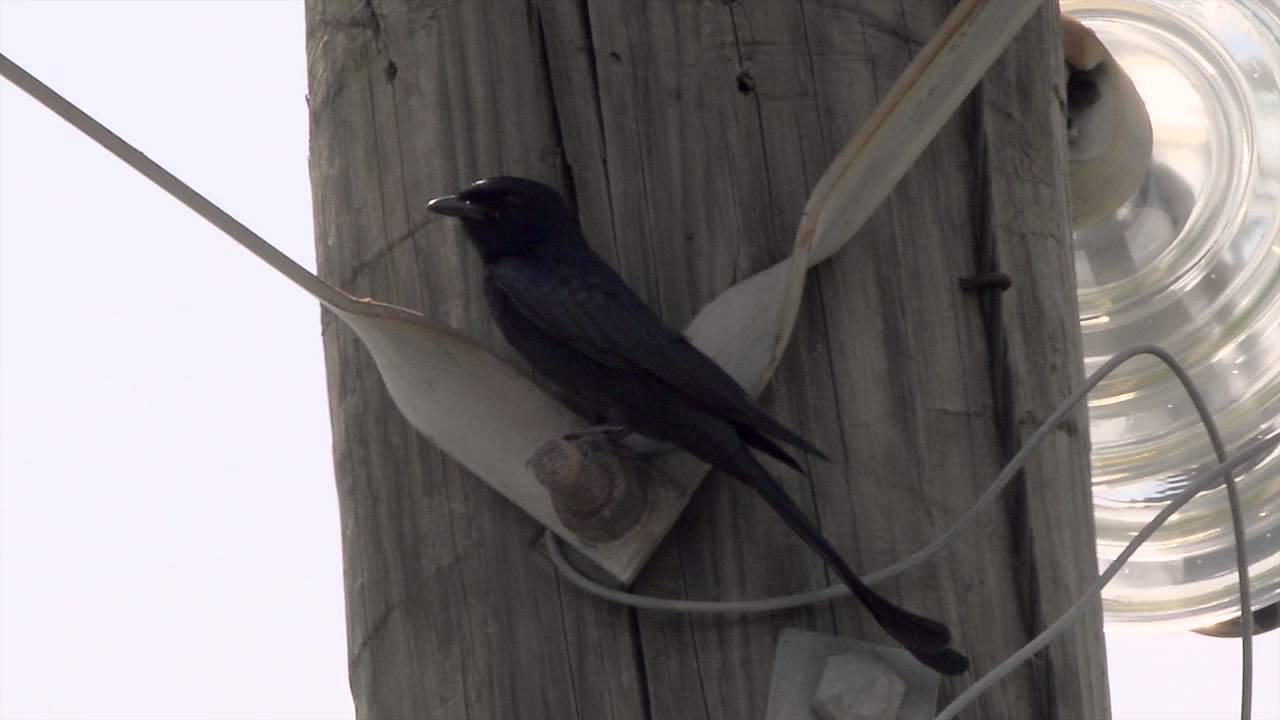 黑卷尾 Black Drongo