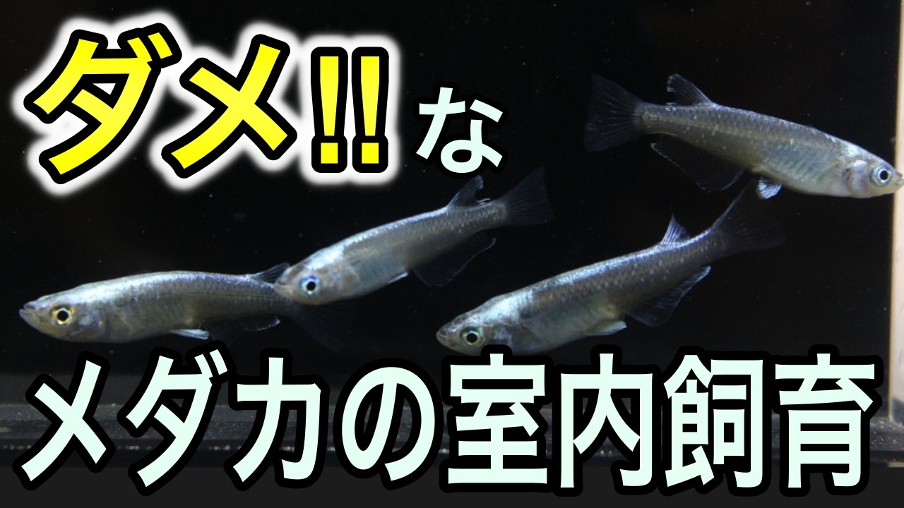 メダカの室内飼育でやってはいけない３つのこと！