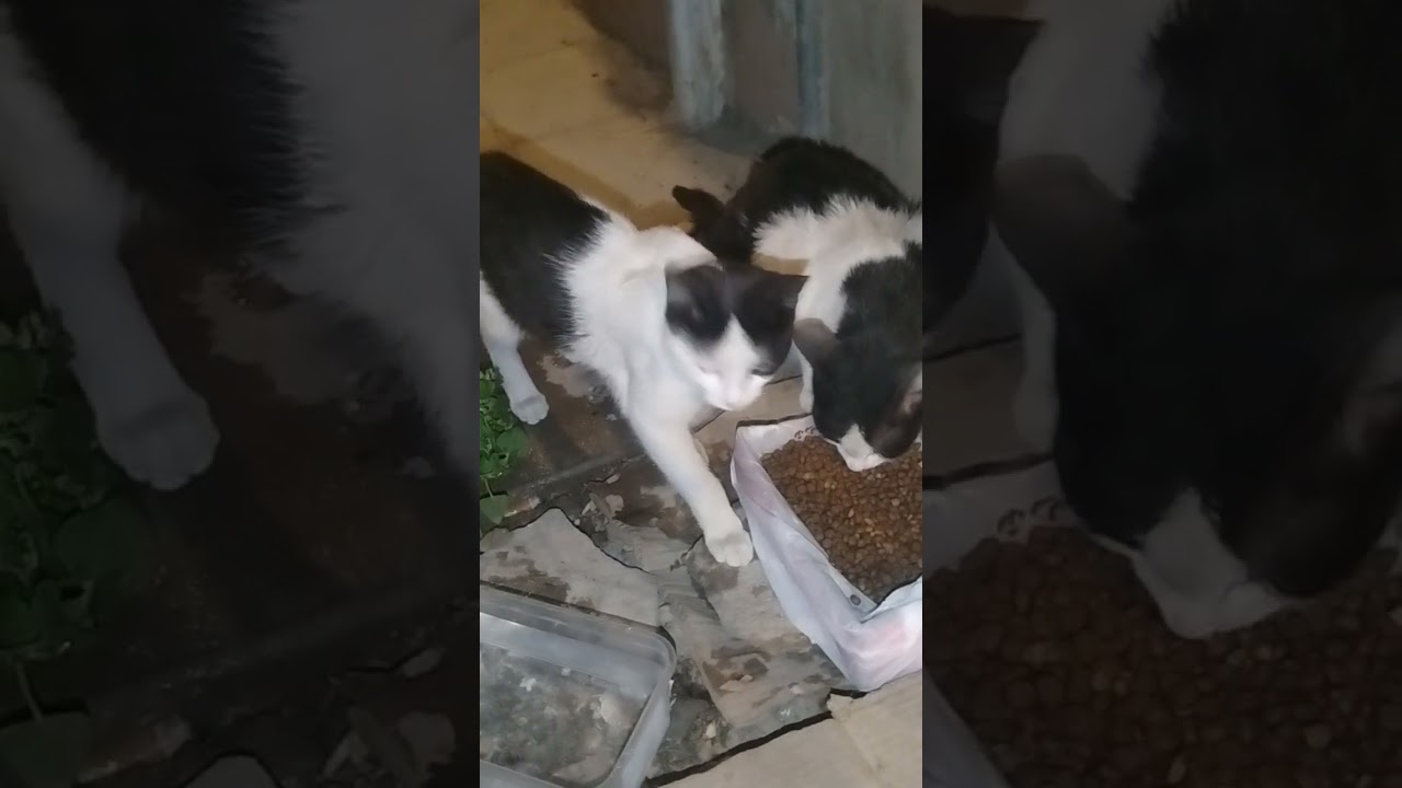 سبحان الله قطط ينتظرون يترزقون لقمتهم فضل الله