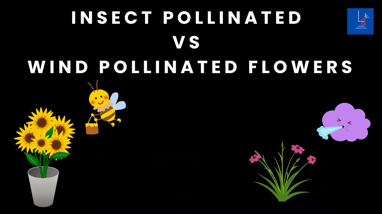 Insect Pollinated Vs Wind Pollinated Flowers. #youtube #education #biology #lucidbio #pollinators