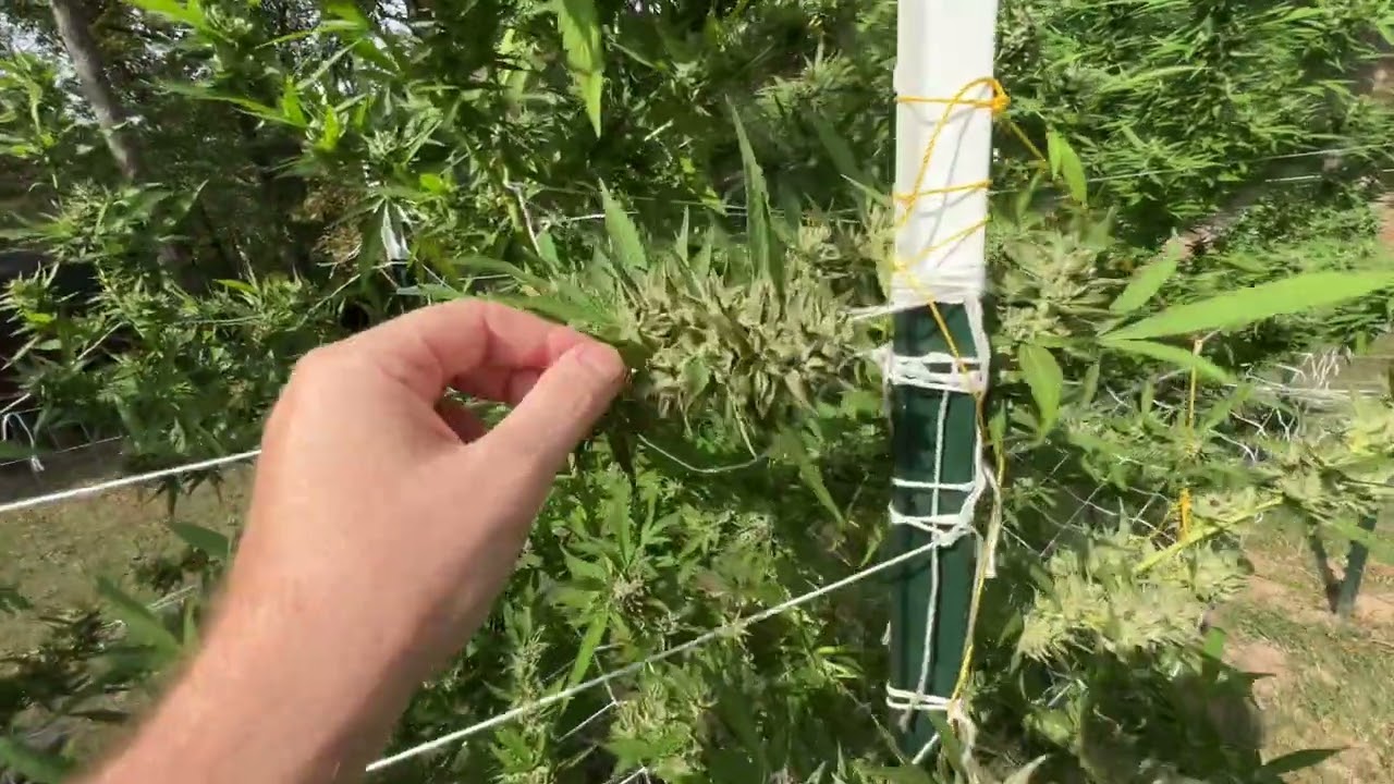 Outdoor Cannabis Grow 2025 | Under the Sun 