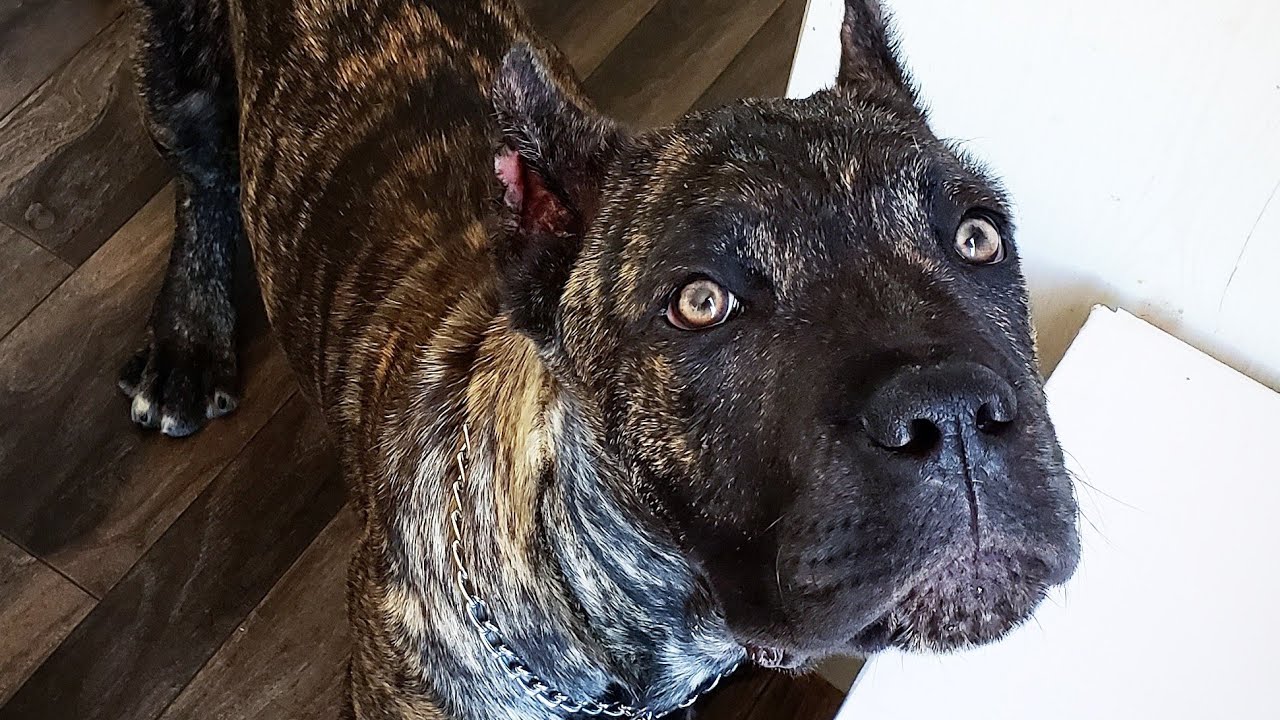 Midnight disciplines Battista plus Unnecessary footage of a potty break 🤷‍♀️😂 !