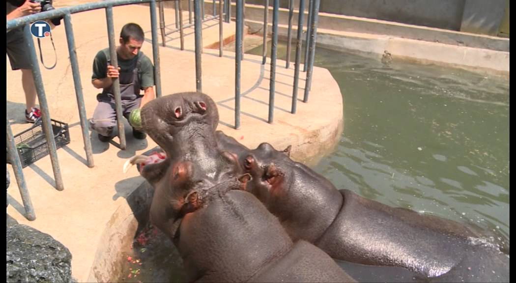 Životinje u beogradskom Zoo vrtu rashlađuju se uz tu&scaron;iranje i voće