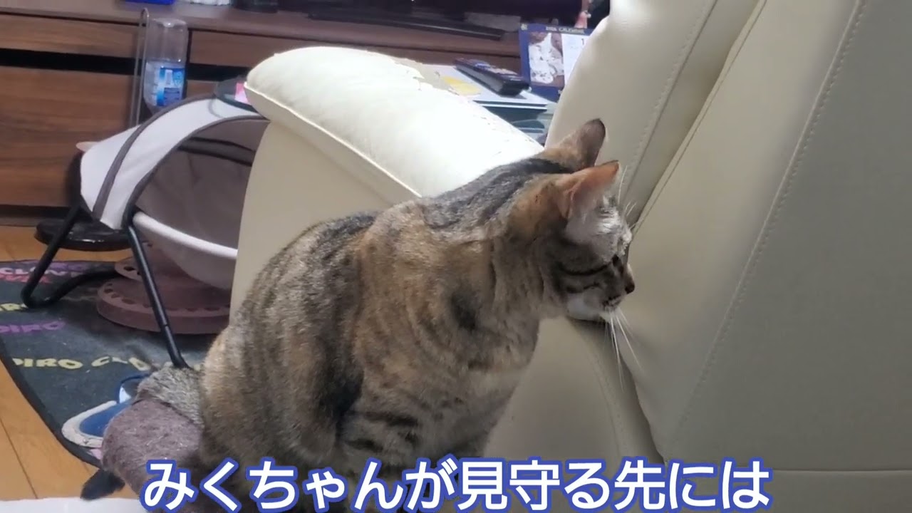 決まった時間になると落ち着かない二人の猫達の視線はこんな場所でした