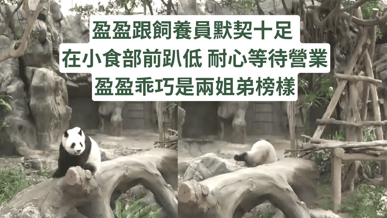 盈盈是兩姐弟榜樣 跟飼養員默契十足 在小食部前趴低 耐心等待營業 聽到飼養員呼叫便乖乖回家 #panda #cutepanda #熊貓 #香港