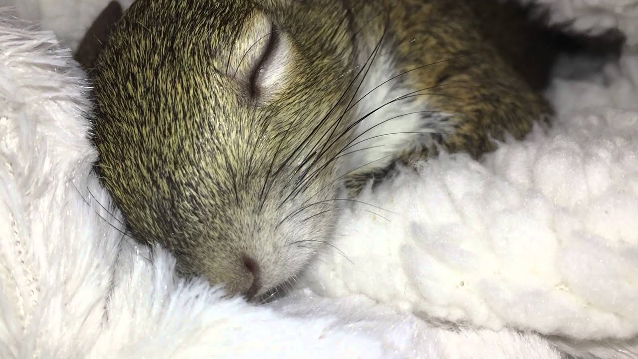 Seymour Waking Up #2
