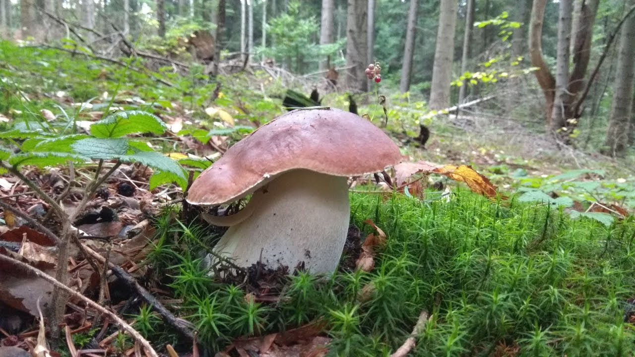 grzyby 2022 koniec lata i w końcu się pokazały boletus edulis
