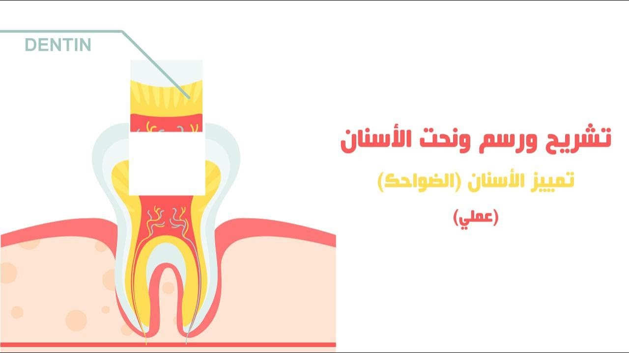 تمييز الأسنان ( الضواحك )