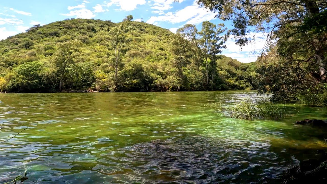 SONIDO AMBIENTAL, Naturaleza, agua y aves.
