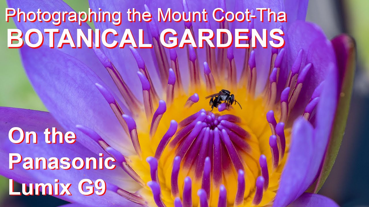 PANASONIC LUMIX G9: Photographing the Mount Cooth-Tha Botanical Gardens