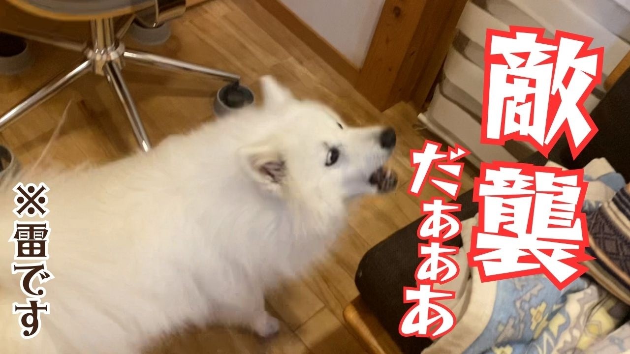 【雷雨の日の犬】ゴロピカ怖いのに自宅警備をがんばった日本スピッツがこうなっちゃいました／荒ぶる警備主任