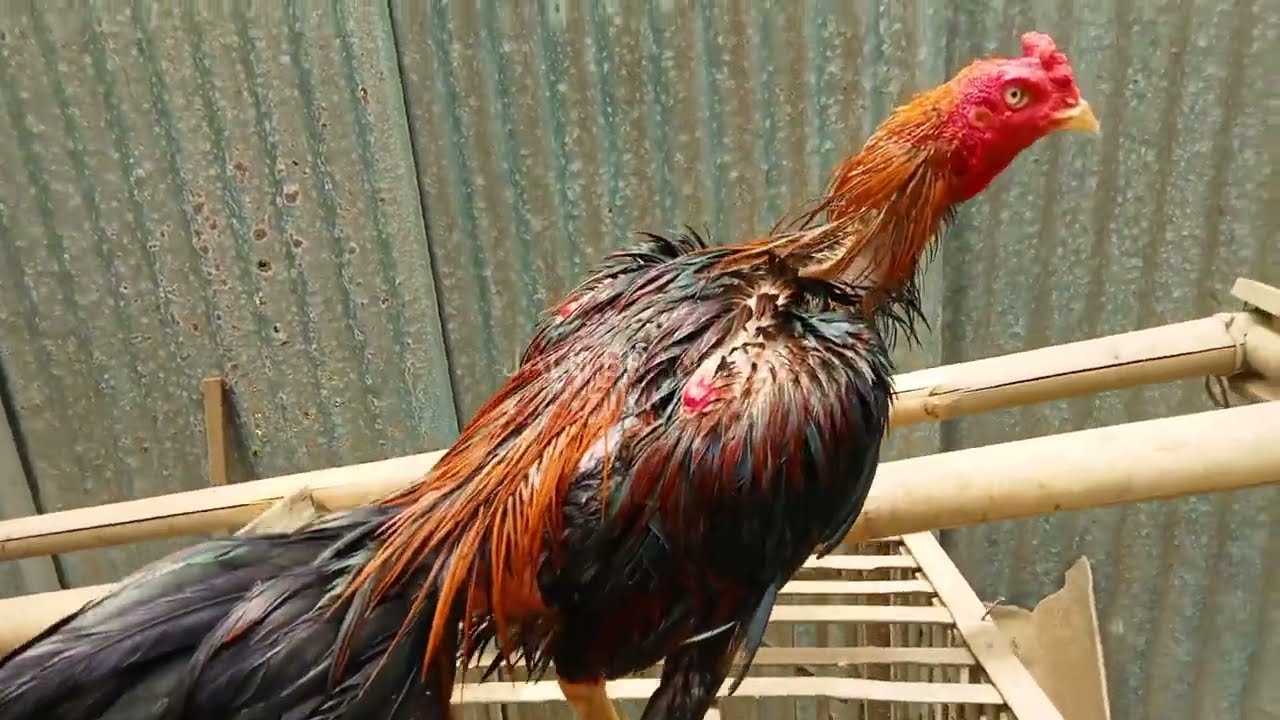 COD Tukeran Ayam