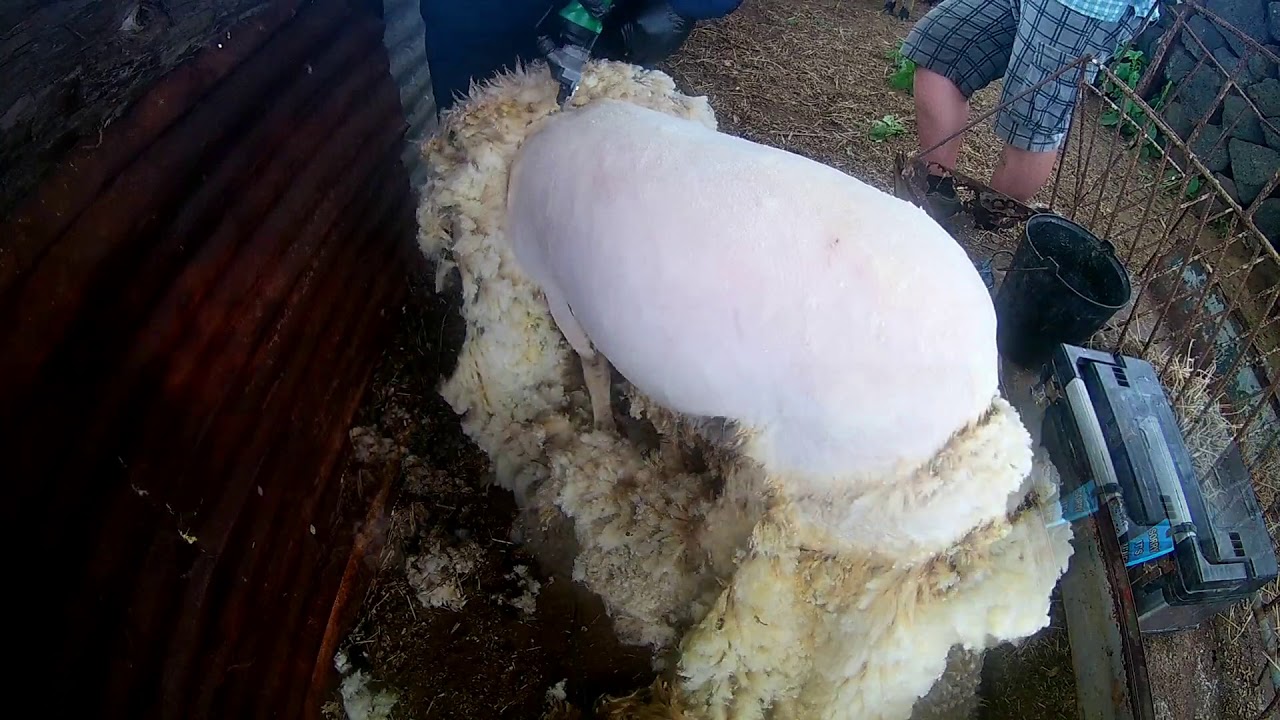 Tosquiar ovelhas [GoPro]