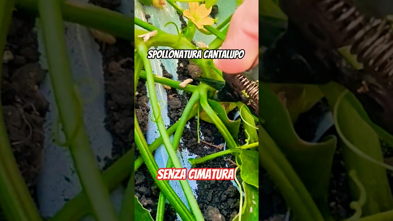 tecnica coltivazione Cantalupo #melone non cimato #agricoltura