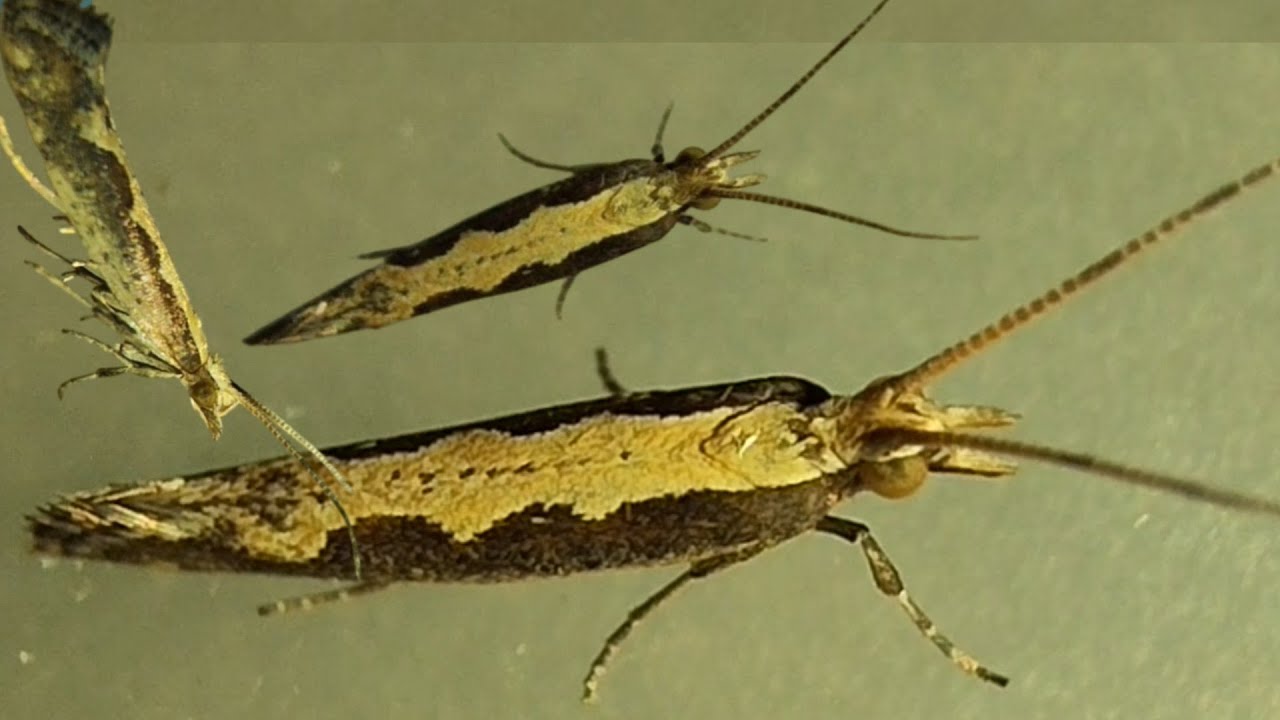 Most notorious Pest Moth in the world | DiamondBack Moth (Plutella)