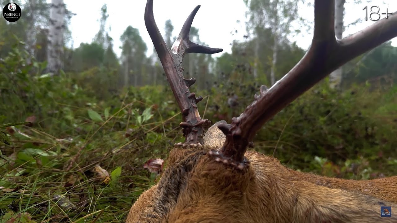 Охота на ТРОФЕЙНУЮ КОСУЛЮ и КАБАНА. Оружейный Барон @Оружейный Барон - Top Hunter - приехал к нам на охоту