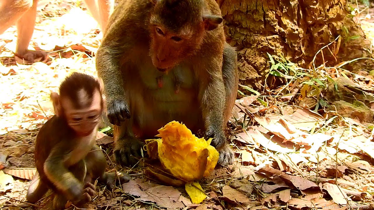 Cruel April Not Share Baby Even Hungry, Mother Threaten Seriously, Don't Touch My Food