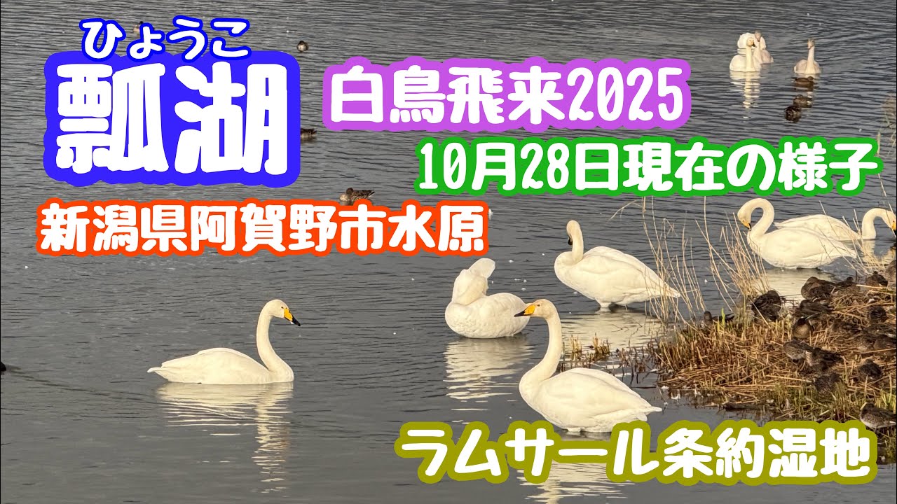 2025年10月28日 瓢湖 白鳥飛来観測 現在の様子 新潟県阿賀野市水原