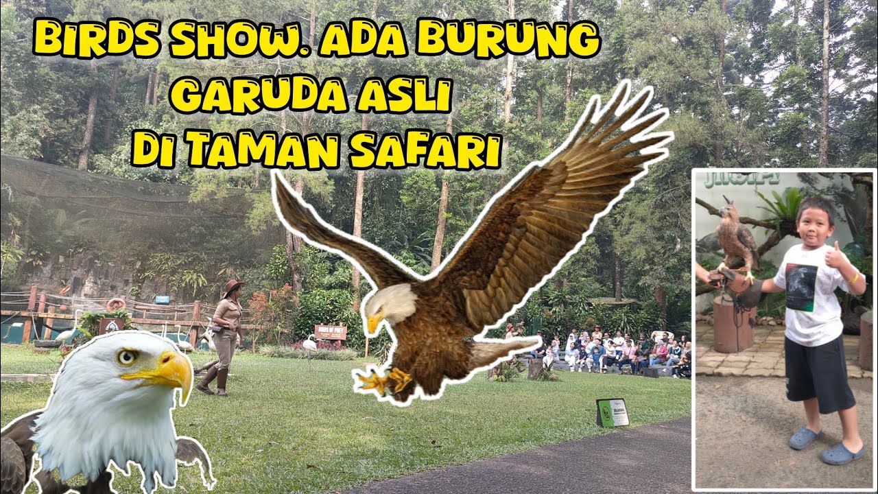 TERNYATA BURUNG GARUDA ASLI ADA DI TAMAN SAFARI BOGOR. BIRDS SHOW. #tamansafari #viral