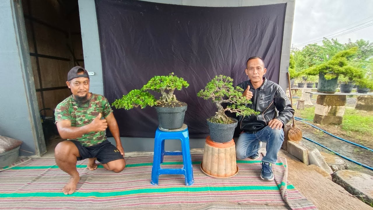 CEK HARGA BONSAI SANTIGI HOKIANTI DLL DI PAK SUWITO . 0 858-5516-6008